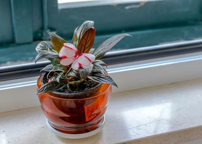 Πανσιόν Stradun 3*